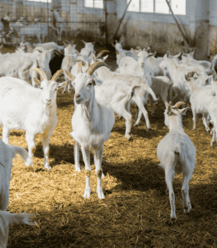 Goat Farm